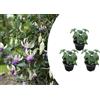 Bloomique - Set di 3 - Fuchsia 'Delta Sarah' - Fucsia - Piante da giardino - Resistente al freddo - Alte 15-25 cm - Vaso 10,5 cm