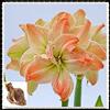 Generic Amaryllis Bulbs-Rare ation, merveilleuses fleurs roses, croissance vigoureuse des tiges et des feuilles-3 Bulbi