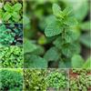 Generic Semi di menta marocchino - semi di menta selvatica biologica balcone serra marocchino 1250pcs