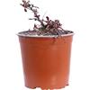 eGarden.store - Pianta vera di Cappero o Capparis Spinosa Inermis | Altezza pianta: 15 cm - Diametro vaso: 17 cm | pianta aromatica commestibile da usare in cucina da coltivare all'esterno
