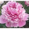 Sconosciuto Graciela Peonia 3 Radici
