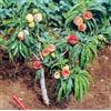 VIVAIO GARDEN FOREST Pesco Nano Pianta da Frutto in Vaso - Albero di Pesco Compatto per Balcone e Terrazzo, Pianta da Vaso Facile da Coltivare, Ideale per Giardino e Coltivazione Domestica