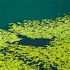 Generic Semi di lenticchia d'acqua, semi di Lemna minore - regali per gli amanti del giardino sostenibile resistenti per il giardino 1000pcs