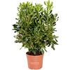 KENTIS - Set di Pittosporum Tobira - Piante da Siepe Vere da Esterno - H 80-100 cm Vaso Ø 24 cm