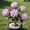 OPVDJD Rosa del deserto in Vasca:Colore Vivido/Decorazione per Casa e Giardino/per Interni e Esterno-C-2 Rhizome