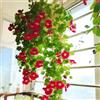 Generic acquistare semi di nasturzio - perenni da interno resistenti biologici all'aperto vecchie varietà balcone 100pcs