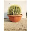 Vivai Decandia Giovanni PIANTA DI ECHINOCACTUS GRUSONII cuscino della suocera cactus grasse