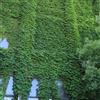Generic semi di edera appartamento - perenni resistenti esterno giardino rampicanti 400pcs