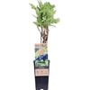 eGarden.store - Pianta vera di Mirtillo Siberiano Lonicera Kamtschatika - Altezza pianta: 30 cm Dimensione vaso: 15 cm - Arbusto rustico da frutto resistente al freddo facile da coltivare all'esterno