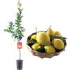 SUN TOUCH Pianta di Limone Lunario - Citrus lemon - H110cm inclusa fitocella
