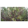 Seeds & Plants Shop by Ipsa Pezzi - 10x Arctostaphylos Pungens Stachelige Uva Ursina Giardino Piante - Seme B124 - Semi Piante Negozio Samenbank Pfullingen Patrik Ipsa