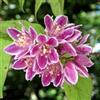 le Georgiche Vivai le Georgiche - Pianta vera di Deutzia x hybrida Perle Rose Deuzia - vaso Ø 24 cm