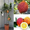 SAVINI VIVAI L'ARTE DI FARE NATURA SAVINI VIVAI Pianta di Limone Albero Agrumi Limone a Buccia Rossa in Vaso da 24 cm Altezza 90-110 cm 3-4 Anni di innesto Made Italy
