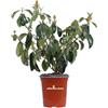 eGarden.store Pianta di Viburnum Lucidum Pianta di Viburno Lucido pianta da siepe pianta da giardino pianta da esterno siepe ornamentale di Viburno pianta venduta da eGarden.store (Vaso 17 cm)