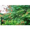 Generic 25 Semi di Ponciana Nana, Bigotillo (Caesalpinia Pulcherrima)