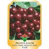 Vannucci Piante - Alberi da frutto, piante vere da frutta, piante giovani, piante da esterno (Ciliegio - Prunus avium varietà autofertile)