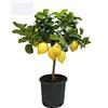 SAVINI VIVAI L'ARTE DI FARE NATURA SAVINI VIVAI Pianta di Limone Albero Agrumi Carrubaro Limone ad Alberello in Vaso da 20 cm altezza 70 cm 2-3 Anni di innesto Made Italy