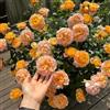Generic rose, tappezzante resistente recisi resistenti, adatte al pieno sole, di, esotiche all'aperto d'appartamento 20semi