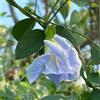 Generic Semi di Clitoria ternatea tagliati tetti estremamente resistenti al riverdimento 500pz