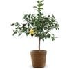 Générique Attitude Jardin - Limone yuzu con cesto in giunco di mare - agrume mediterraneo - albero da frutto - 75-85 cm - ⌀ 25 cm