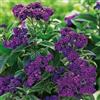Generic Eliotropio, marino extra naine, 130 grani, heliotropium arborescens, fleur