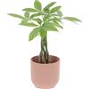 KENTIS - Pachira Acquatica - Pianta da Interno Portafortuna - Piante Vere da Appartamento - H 35-45 cm Vaso Ø 12 cm