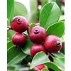 Generico Pianta di GUAVA ROSSA 'Psidium Cattleianum' - in vaso Ø 18 cm - h. 100/120 cm