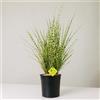 Plantì MISCANTHUS - Pianta Ornamentale da Esterno, Miscanto Semisempreverde Ideale per Vaso e Giardino, Diametro Vaso 19 cm (Gold Bar)