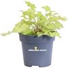 eGarden.store Pianta di Heuchera pianta ornamentale da esterno varietà mix pianta vera di Heuchera in vaso venduta da eGarden.store (Heuchera Limeberry)