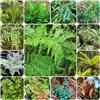 Generic Semi di felce, semi di serre da balcone decorazione del soggiorno da esterno giardino 60pcs