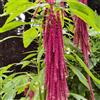 Generic Semi di coda di volpe - Amaranthus caudatus - resistenti, adatte al pieno sole. arredamento del soggiorno rampicanti rare Aiuole rialzate per il giardino 200pcs