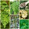Generic Semi di Moringa, semi biologici Moringa oleifera, esotiche resistenti da giardino giardino 200pcs