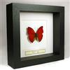 De Museumwinkel.com Cymothoe sangaris - Planter rosso sangue - Vera farfalla di taxidermia montata sotto vetro in una cornice fatta a mano in legno nero