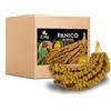 ZOMAPET spighe di panico per pappagalli 1Kg, mangime pappagalli naturale ideale anche per cocorite e uccelli esotici - Made in italy