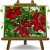 EURO PLANTS VIVAI Clematis Grandi Fiori Rosso Piante Rampicanti Altezza 70 cm Vaso 17 cm