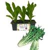 P. Piantine da Orto | Catalogna, Pianta da Orto o Balcone Pronta al Trapianto, Kit da 9 Piantine, Pianta Vera da Esterno, Vivaio Italiano