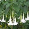 Vivaio Garden Forest Brugmansia Arborea (Trombone dell'Angelo) - Arbusto Sempreverde con Fiori Bianchi Profumati, Pianta Ornamentale da Esterno in Vaso, Crescita Rapida