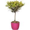 Bonplants Alberello di Ulivo Vero, Olea Europaea, Pianta Longeva e Simbolica, Vaso 17 cm, h 60 cm (Vaso Fucsia)