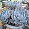 Generic Semi di vere, appartamento, letto sul balcone, esterno Le giardino roccioso 450pcs