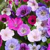 GardenersDream 3x Piante di Geranio in Vaso - Piantine da Giardino Colorate in Blu, Rosa, Viola, Rosso e Bianco - Gerani Perenni Resistenti da Esterno per Giardino (incl. Vaso 11 cm)