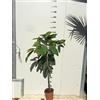 Vivaio Garden Forest Avocado Orotava - Persea Americana Pianta da Frutto Simil Hass - Pianta di Avocado Ornamentale e da Coltivazione
