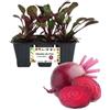 P. Piantine da Orto| Rapa Rossa, Pianta da Orto o Balcone Pronta al Trapianto, Kit da 6 Piantine, Pianta Vera da Esterno, Vivaio Italiano