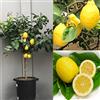 SAVINI VIVAI L'ARTE DI FARE NATURA SAVINI VIVAI Pianta di Limone Albero Agrumi Limone Sfusato Amalfitano in Vaso da 35 cm Altezza 150-180 cm 6-7 Anni di innesto Made Italy