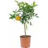 KENTIS - Citrus Clementina - Mandarancio - Piante da Frutto Vere - Pianta da Esterno Giardino Balcone Terrazzo- H 70-80 cm Vaso Ø 20 cm