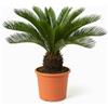 Green Bubble Trendyplants Cycas Revoluta - Palma sago giapponese - Pianta da giardino - Altezza 60-80 cm - Dimensione vaso Ø24 cm