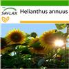 SAFLAX - Girasole Titan F1-20 semi - Con substrato - Helianthus annuus