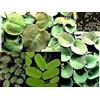 AquaPlants Selezione di 20-25 piante galleggianti, 4 varietà, contro le alghe