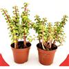 POWERS TO FLOWERS - PORTULACA AFRA VARIEGATA MEDIOPICTA, 2 PIANTA, VASO 9 CM DIAMETRO, pianta vera