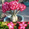 Generic Bulbi di rosa del deserto storico decorazione del partito magico decorazione del parco magico BMany design eleganti-5 lampadine:Seeds