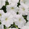 SVI 50 semi di Petunia Super Cascade Bianco petunia Semi pellettato Supercascade